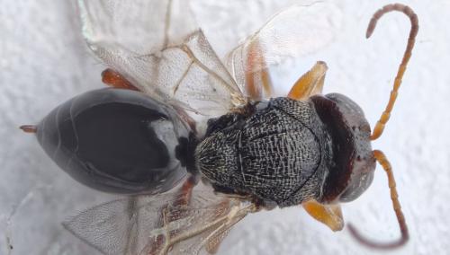 Réf. 281 931 : Synergus sp.